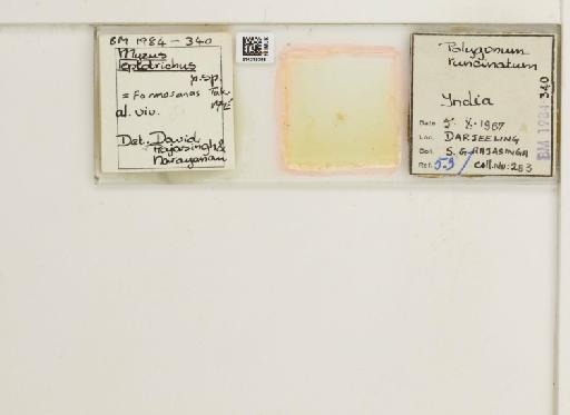 Myzus formosanus Takahashi, 1923 - 014219306_112709_1095205_157866_Type