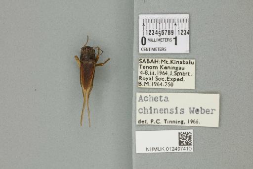 Velarifictorus aspersus (Walker, 1869) - 012497410_73476_92450
