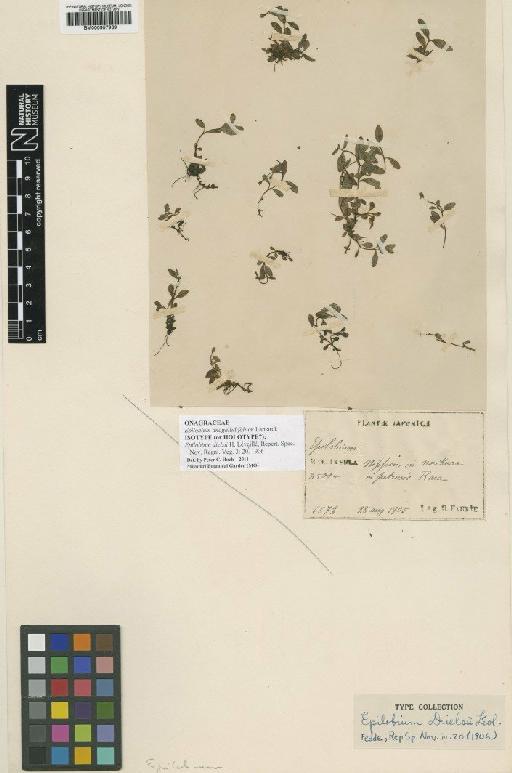 Epilobium anagallidifolium Lam. - BM000957939