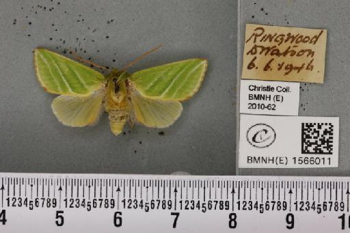 Pseudoips prasinana britannica (Warren, 1913) - BMNHE_1566011_294123
