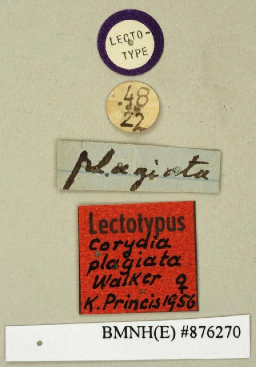 Corydia plagiata Walker, 1868 - Corydia plagiata Walker, F, 1868, female, lectotype, labels. Photographer: Edward Baker. BMNH(E)#876270