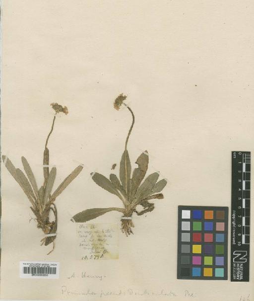 Primula pseudodenticulata Pax - BM000996895