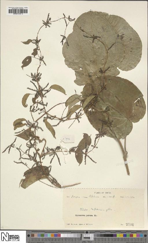 Dioscorea pubera Blume - BM001049518