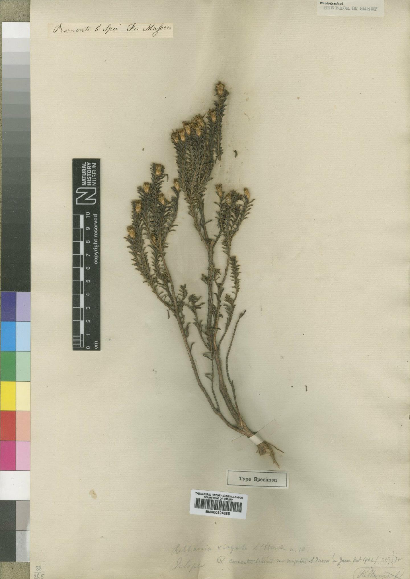 To NHMUK collection (Relhania uniflora (L.f.) Druce; Type; NHMUK:ecatalogue:4529293)