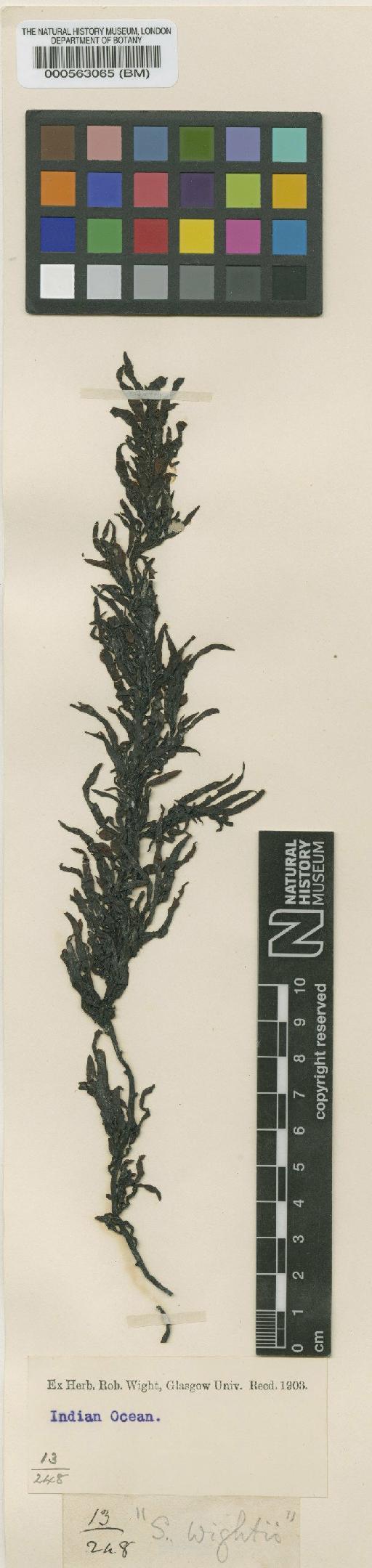 Sargassum wightii Grev. - BM000563065