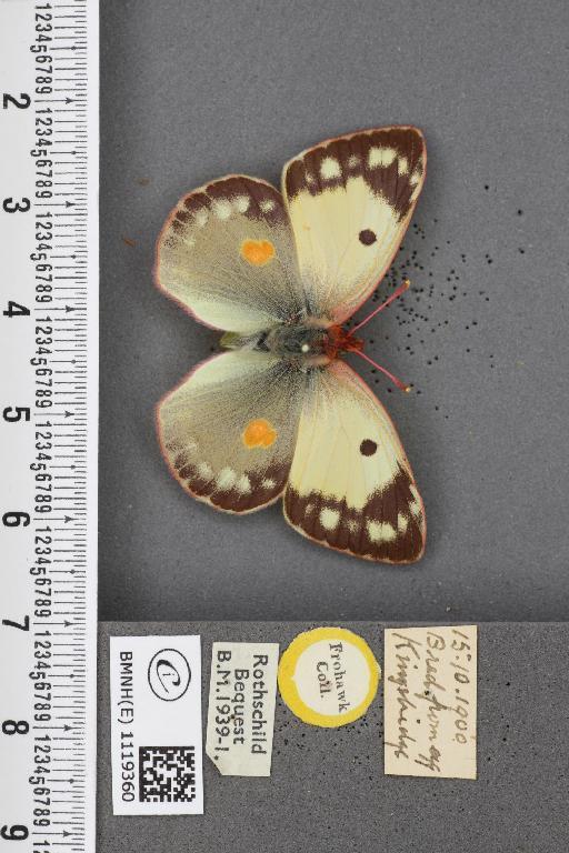 Colias croceus f. helice ab. myrmidonides Stauder, 1916 - BMNHE_1119360_76081