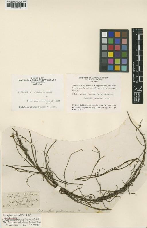 Cassytha pubescens R.Br. - BM000990182