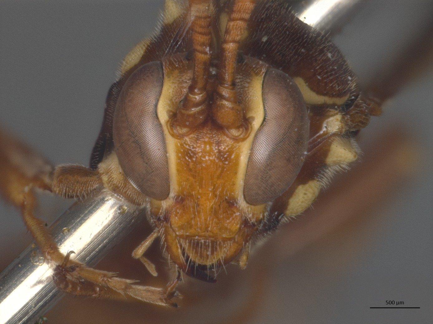 Labium spiniferum