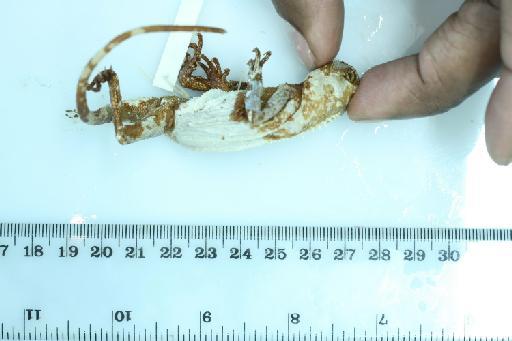 Gonyocephalus lepidogaster - Acanthosaurus_coronata (type)_BMNH1946.8.13.82.d.JPG