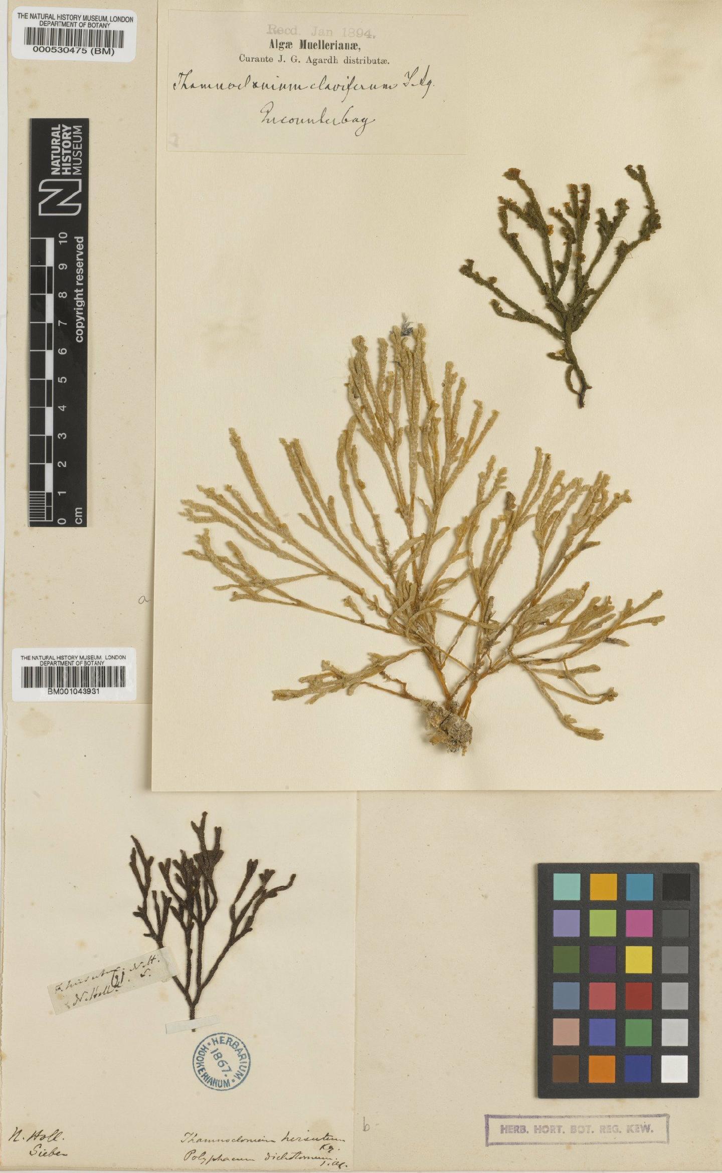 To NHMUK collection (Thamnoclonium dichotomum (J.Agardh) J.Agardh; Isolectotype; NHMUK:ecatalogue:2392089)