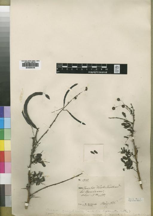 Acacia zanzibarica (S.Moore) Taub. - BM000842169