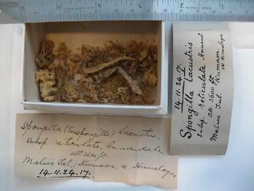 Spongilla lacustris reticulata Annandale - 1914.11.24.17 S lacustris reticulata (1)