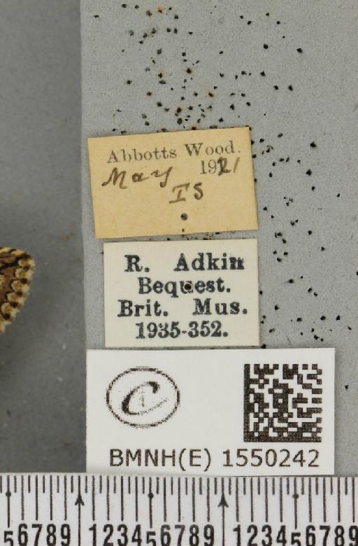 Polyploca ridens (Fabricius, 1787) - BMNHE_1550242_label_238238