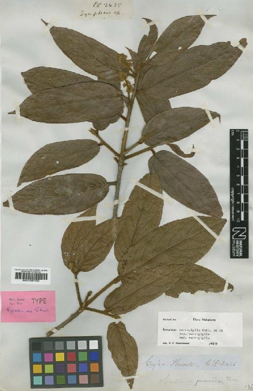 Symplocos macrophylla subsp. macrophylla DC. - BM000997480