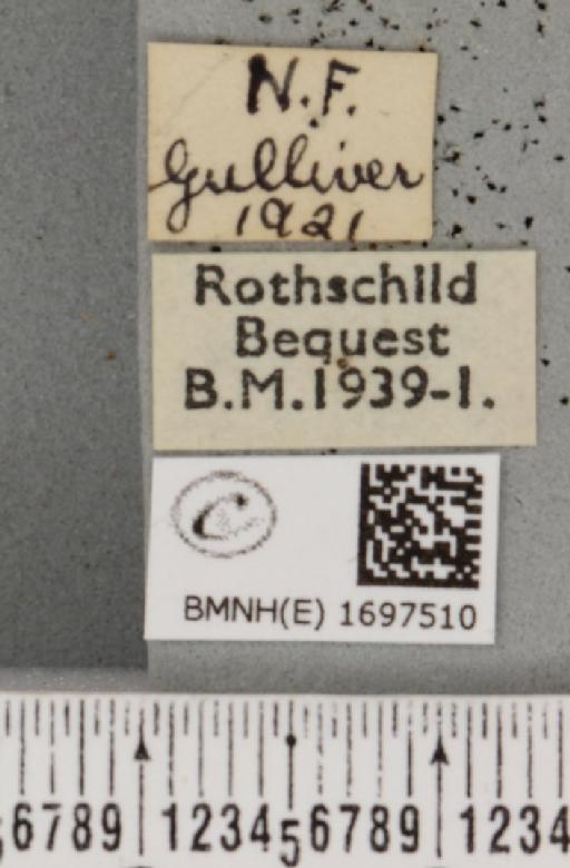 Nycteola revayana ab. obsoleta Sheldon, 1919 - BMNHE_1697510_label_294480