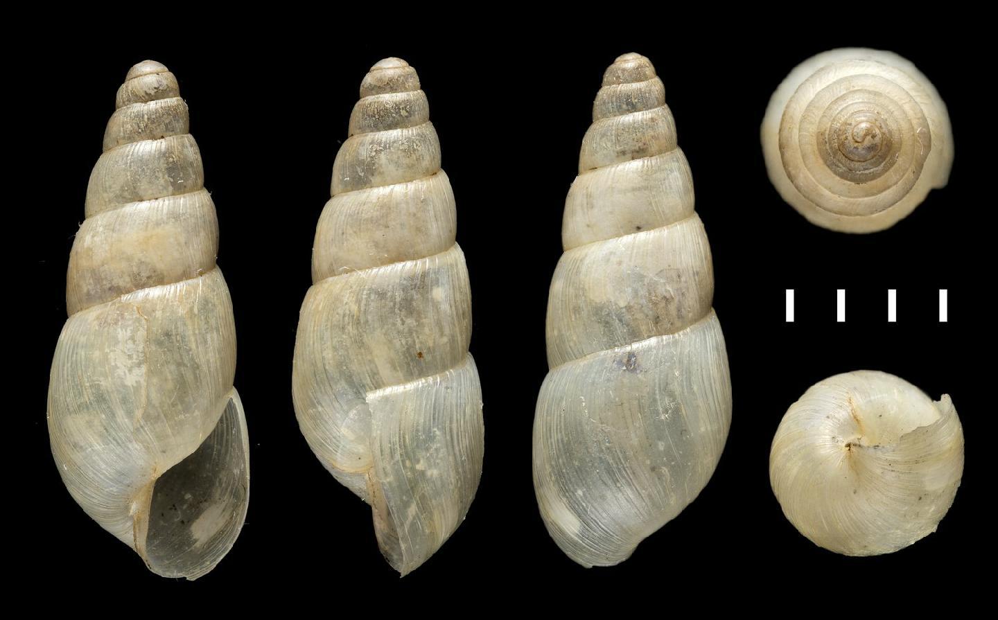 Sea Shells of India: An Illustrated Guide to Common Gastropods