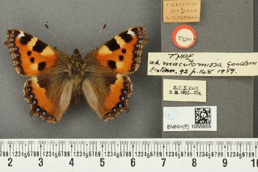 Aglais urticae ab. maculomissa Goodson, 1959 - BMNHE_1055988_45311