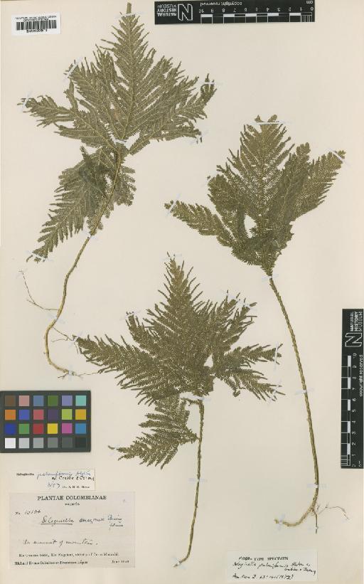 Selaginella palmiformis Alston ex Crabbe & Jermy - BM000936512