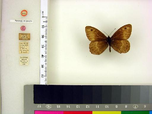 Hipparchia celaeno Leech - BMNH(E)#1054514 Satyrus autonoe var. celaeno Leech TYPE male labels