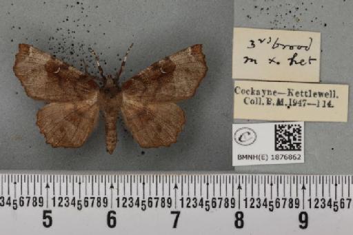 Selenia tetralunaria ab. nigrescens Cockayne, 1949 - BMNHE_1876862_a_449244
