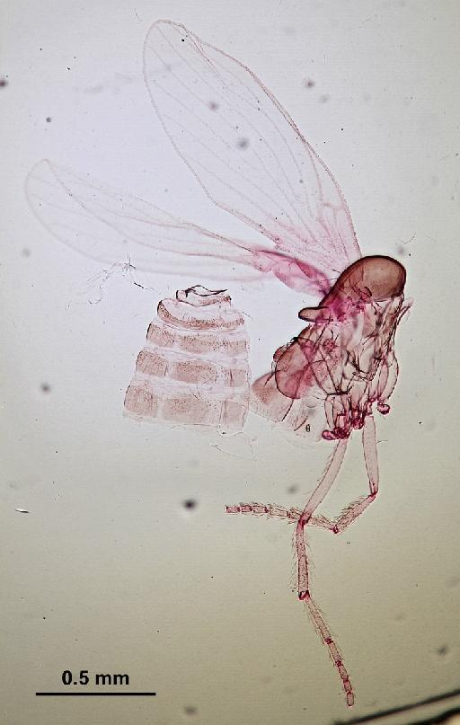 Trichomyia bulbosa Duckhouse, 1978 - Trichomyia_bulbosa-010210263-body-64_0x-scale