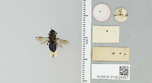 Euryglossa (Euryglossa) cupreochalybea Smith, F., 1853 - 014024467_additional