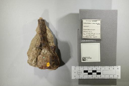 Cimoliasaurus limnophilus (Koken, 1887) - 010024567_L010221828
