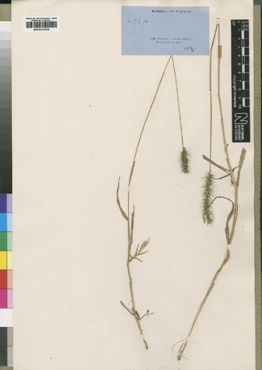 Setaria welwitschii Rendle - BM000923228