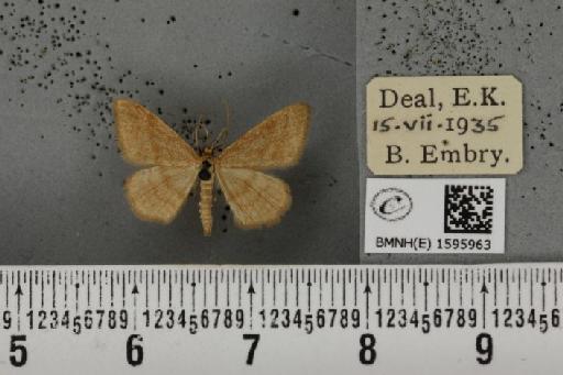 Idaea ochrata (Scopoli, 1763) - BMNHE_1595963_261157