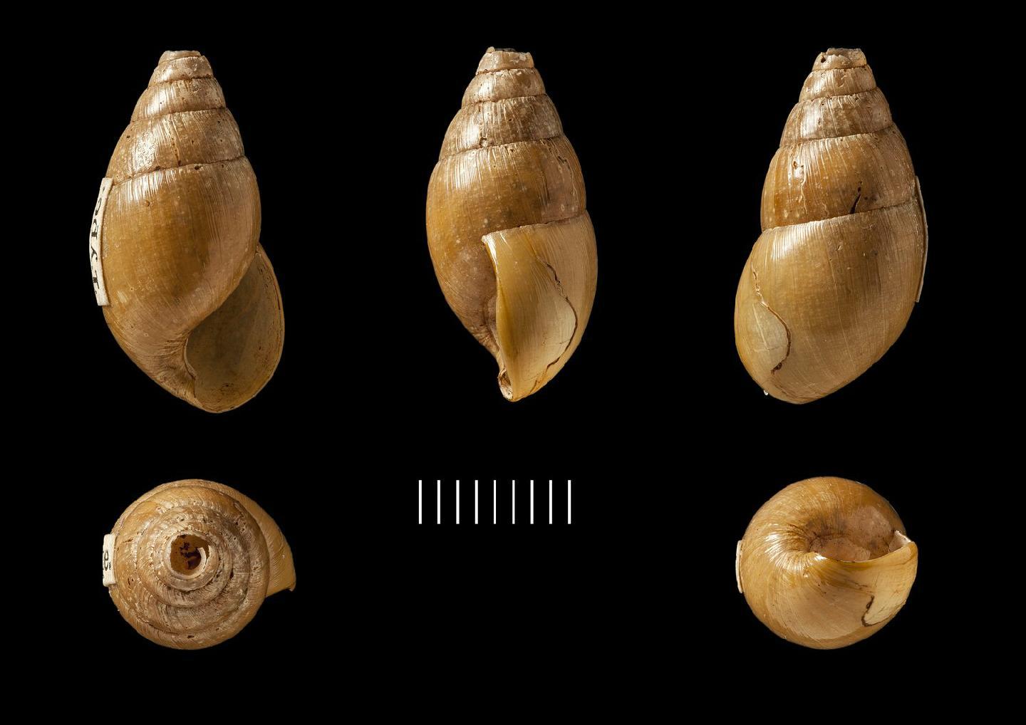 To NHMUK collection (Achatina parabilis Benson, 1856; SYNTYPE; NHMUK:ecatalogue:2437319)