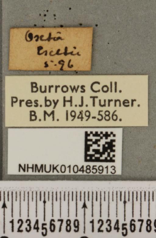 Phytometra viridaria ab. lungdahli Nordstrom, 1940 - NHMUK_010485913_label_542103