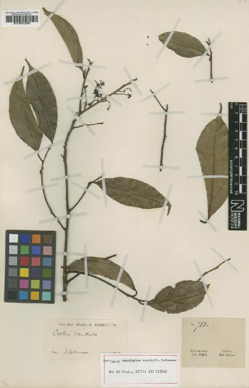 Ocotea urophylla (Meisn.) Mez - BM000993963