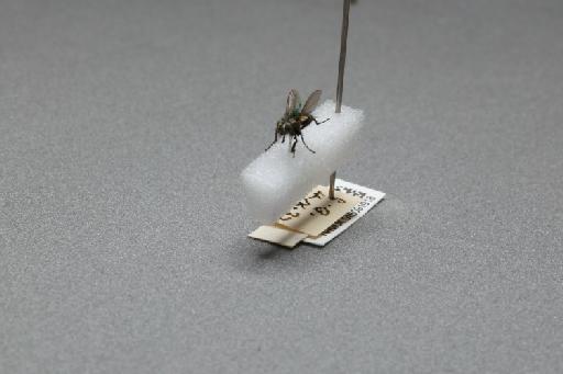 Sarcophaga (Myorhina) nigriventris Meigen, 1826 - 015091918_additional_3