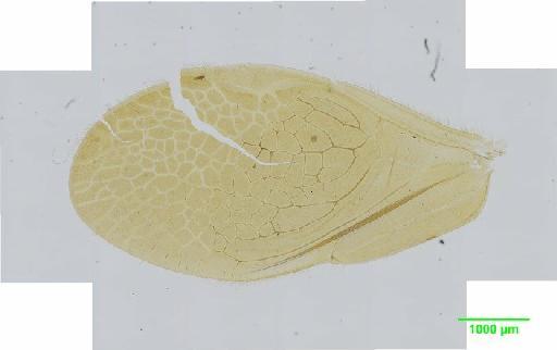 Calopsocus ovatus Thornton, 1984 - 010139000__2016_03_15-4_s1