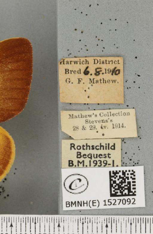 Lasiocampa quercus quercus (Linnaeus, 1758) - BMNHE_1527092_label_195023