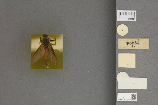 Dasypogon aphrices Walker, 1849 - 014585340_ventral_labels