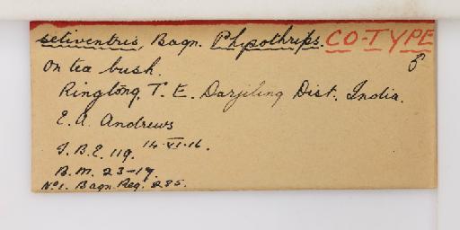 Mycterothrips setiventris (Bagnall, 1918) - 014306968_additional