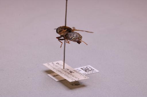 Odontomyia Meigen, 1803 - 013740264_additional_2