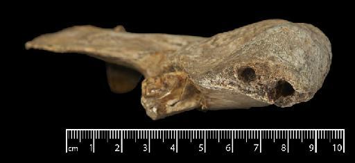 Scelidotherium leptocephalum Owen, 1840 - NHMUK PV M 82206 B (5).tif