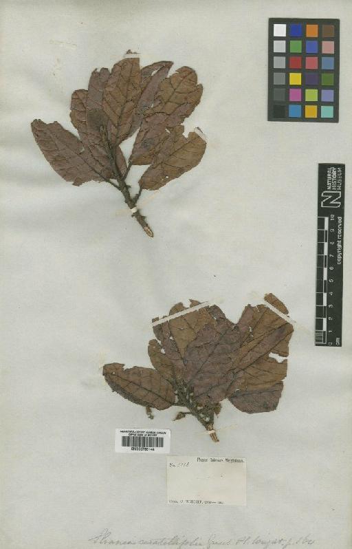 Sloanea curatellifolia Griseb. - BM000795146