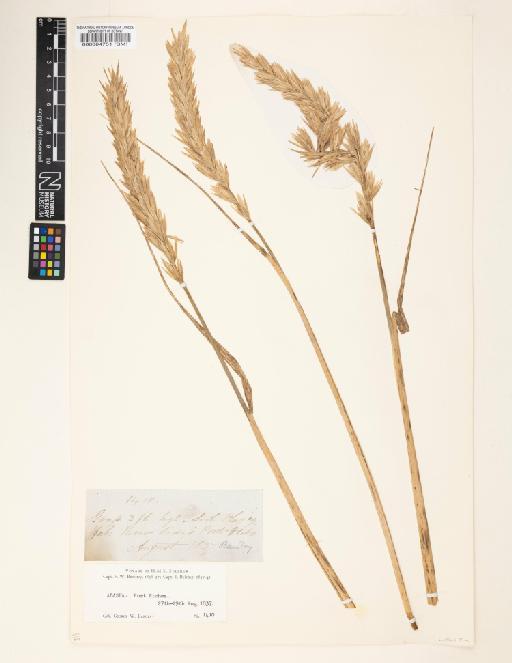 Elymus mollis Trin. - 000064751