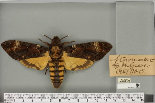 Acherontia atropos ab. imperfecta Tutt, 1904 - NHMUK_010475818_527286