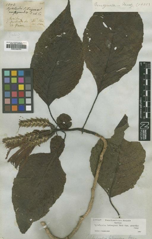 Aphelandra tetragona var. grandis Nees - BM000992500