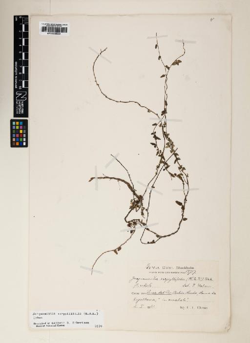 Jacquemontia serpyllifolia Urb. - 000895399