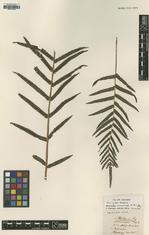 Blechnum indicum Burm.f. - BM001048203