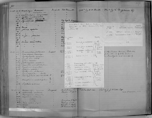 Tauredophidium hextii Alcock, 1890 - Zoology Accessions Register: Reptiles & Fishes: 1878 - 1892: page 357