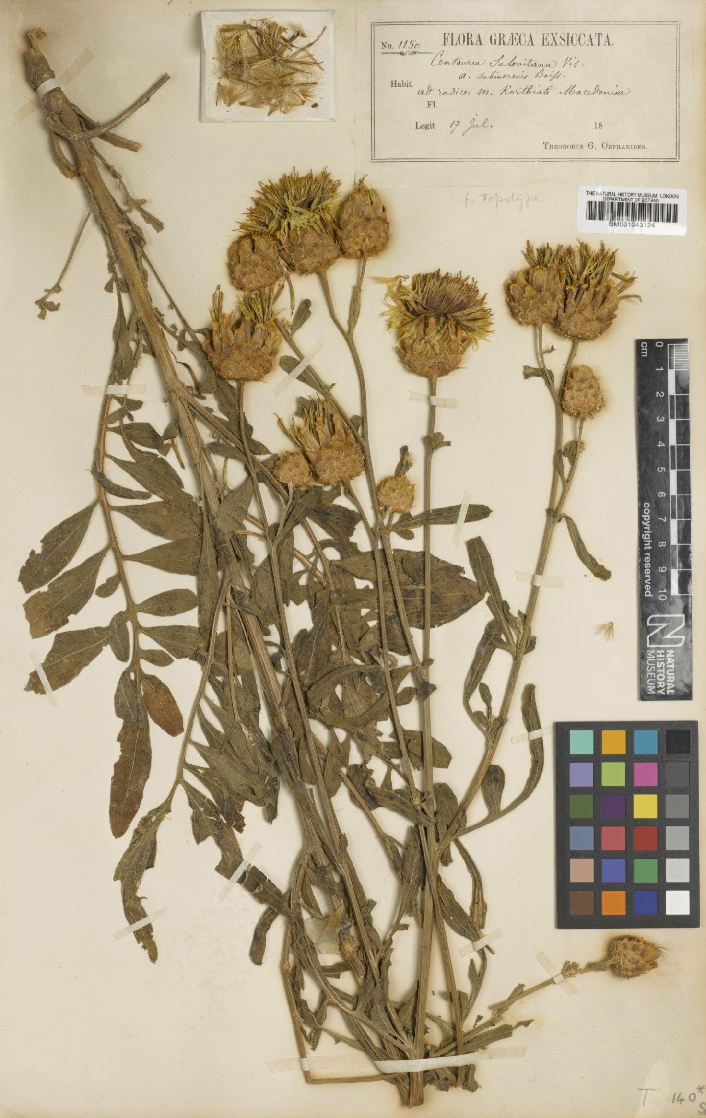 To NHMUK collection (Centaurea salonitana Vis.; Type; NHMUK:ecatalogue:1986836)