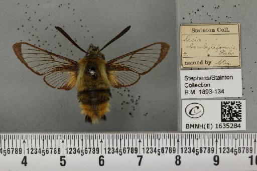 Hemaris tityus (Linnaeus, 1758) - BMNHE_1635284_205287