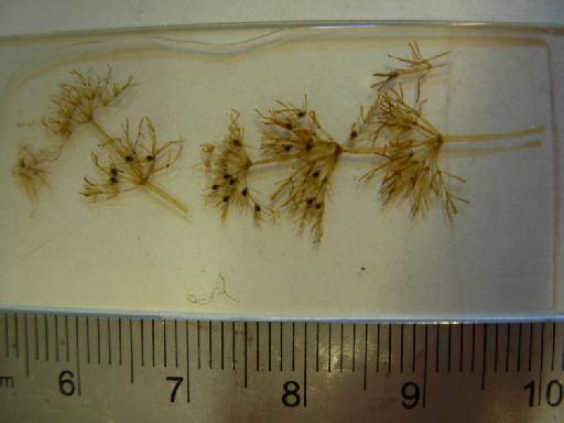 Chara fibrosa var. thwaitesii (A.Braun) C.Agardh - Axes