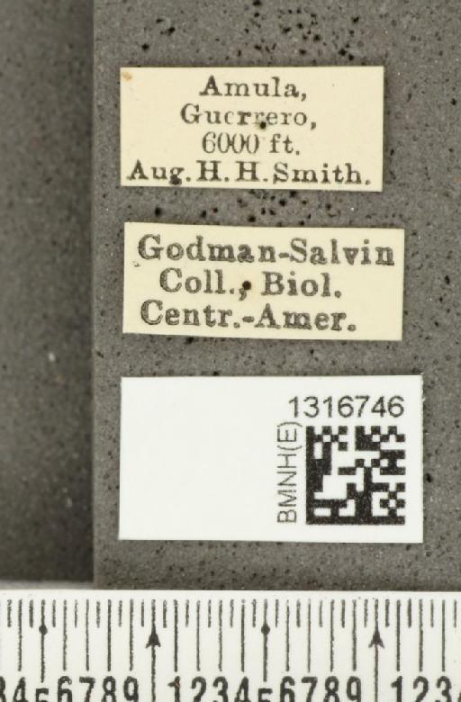 Calligrapha (Polyspila) multiguttata Stål, 1859 - BMNHE_1316746_label_15915